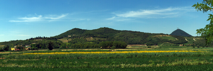 Panorama view of Colli Euganei, sunflower fields, Italy