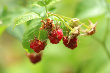 raspberry berries on green background