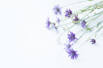 Helichrysum flowers pink purple field on a light background. Beautiful dried field flowers. Eternal beauty frozen in plants. A bouquet of purple flowers on a white table