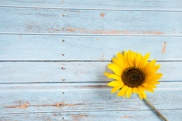 Sunflower flower on a light wooden background. Summer mood. Rest outside the city. Production of oil from plants