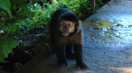 Monito curioso en la Selva Argentina