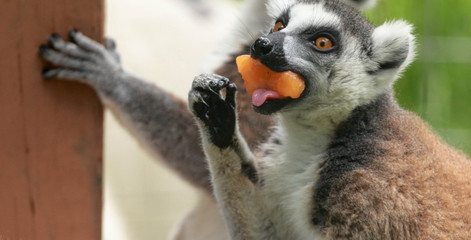 Ringtailed Lemur Eating 