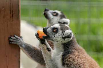 Ringtailed Lemur Eating 