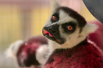 Ring Tail Lemur Eating 