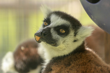 Ring Tail Lemur Eating 