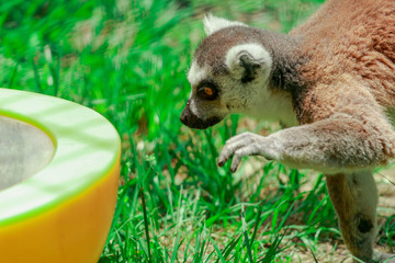 Ring Tail Lemur 