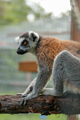 Ring Tail Lemur 