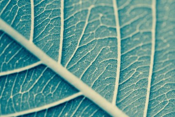 closeup of a leaf