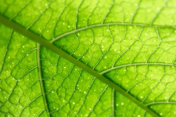 macro of leaf