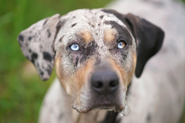 The portrait of a gray leopard (slate merle) Louisiana Catahoula Leopard dog posing outdoors in summer