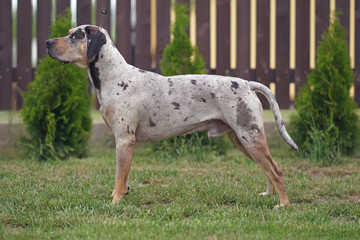 Gray leopard (slate merle) Louisiana Catahoula Leopard dog posing outdoors standing on a green...
