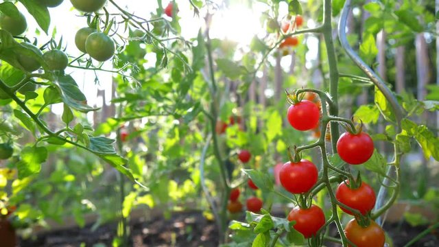 Panning and tilting around a fresh and red ripe cherry tomatoes cluster on the vine, in a organic and homemade plantation. Beautiful lens flare and sunset summer lighting.