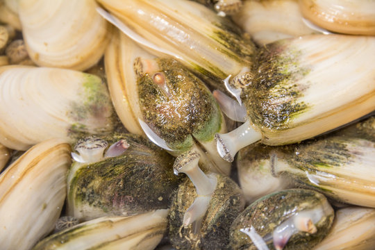 Close Up of Live New Zealand Shellfish, Pipis, in a Bucket  with Selective Focus