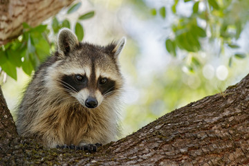Racoon 02