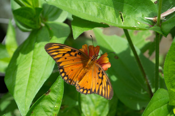 Fototapeta premium mariposa