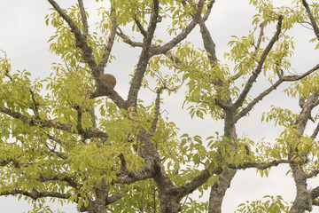 Umbu Tree in winter morning 02