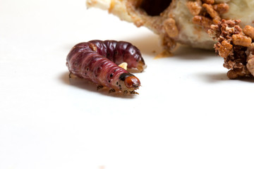 Close up of worm (Mudaria luteileprosa Holloway) on durian fruits isolated on white background.