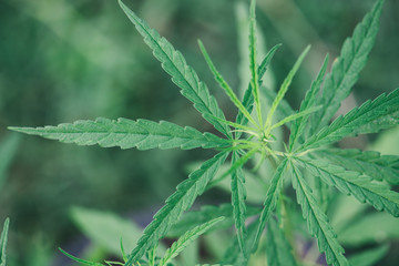 Marijuana leaves, cannabis on a dark background.