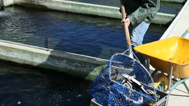Focused man working on sturgeon farm, catching fish with landing net outdoors
