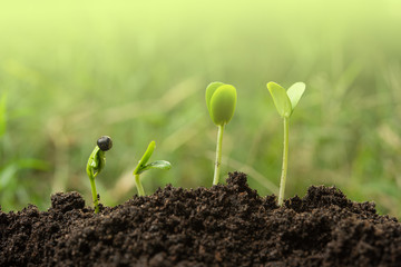 Seedling or Plant sprout growing step over green background.Growth concept.