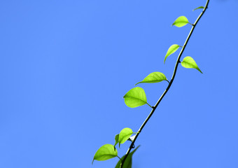  close up on new grown leaves in spring