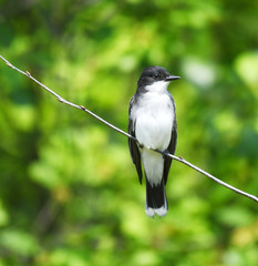   eastern kingbird standing on tree branch in forest