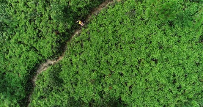 Aerial view of woman ultramarathon runner running at tropical forest