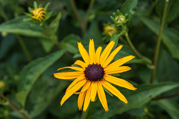 Black-eyed susan