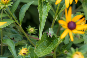 Small tree frog among flowers