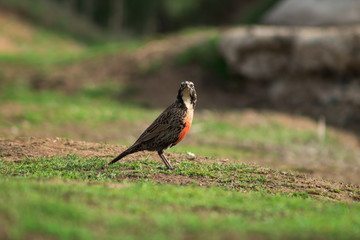 Loica Chilena Parque Gomez Carreño