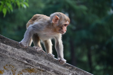 インドのダラムシャーラー　山で生活する野猿の赤ちゃん