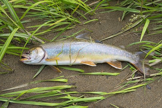 Fresh Dolly Varden trout ( Salvelinus malma )  catch. Koppi river. Khabarovsk region, far East, Russia. 