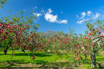 Fototapeta premium 【青森県弘前市りんご】岩木山麓津軽の秋、りんご園は収穫中