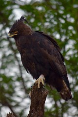 Brown Snake Eagle