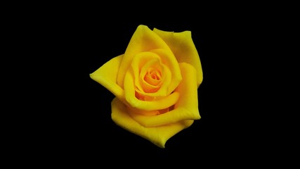 Yellow rose  On a black background