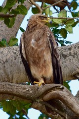 Lesser Spoted Eagle