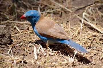 Blue Breasted Cordon Bleu in grass