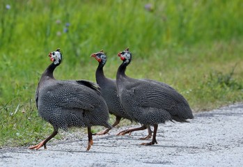 The helmeted guineafowl (Numida meleagris) is native  African bird, often domesticated in Europe and America