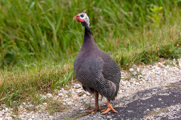 The helmeted guineafowl (Numida meleagris) is native  African bird, often domesticated in Europe and America