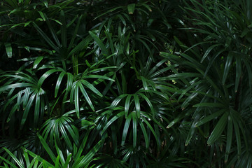 Panele Szklane  Zielony liść palmowy w tropikalnym ogrodzie