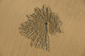 crab sand balls. male crab lays out beautiful patterns of sand balls near its mink. female crab chooses the most beautiful pattern and its creator