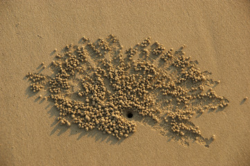 crab sand balls. male crab lays out beautiful patterns of sand balls near its mink. female crab chooses the most beautiful pattern and its creator