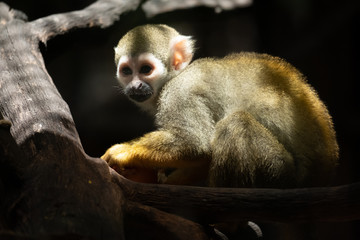 Obraz premium Squirrel Monkey