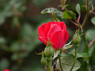 Beautiful blooming red rose surrounded by rosebuds