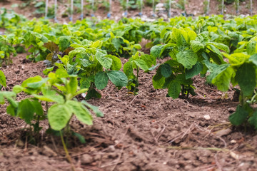 Fresh Crops Sprouting on a Spring Day