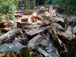 Fototapeta premium 切株