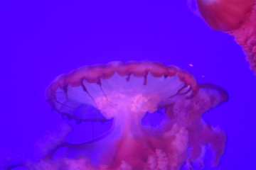 blue jellyfish in water