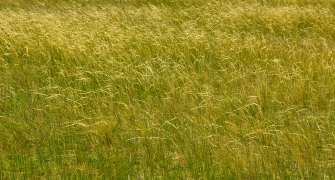 Steppe grass forms a filigree pattern at the slightest breath of wind.
