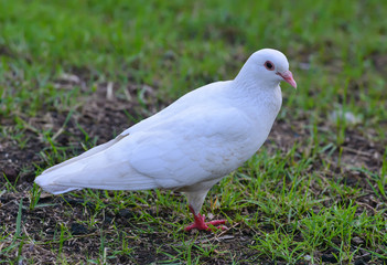 pigeons standing on the grass in a city park