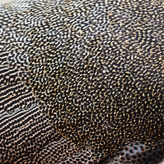 bird feather. background texture